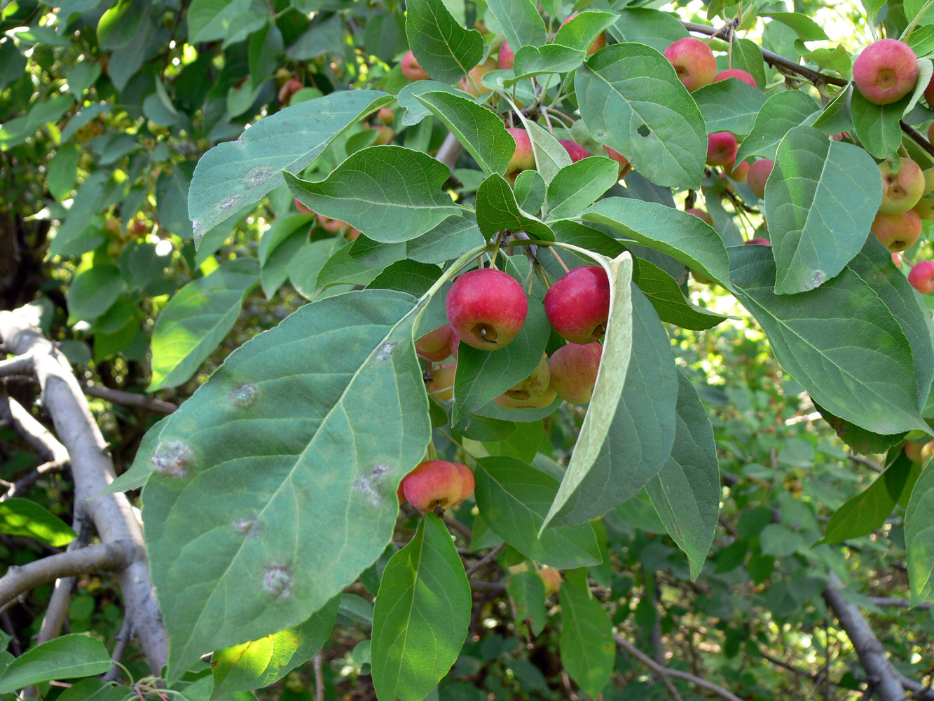 Image of Malus baccata specimen.