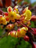 Berberis vulgaris форма atropurpurea. Часть соцветия-кисти. Иркутск, Ботанический сад ИГУ, малый дендрарий. 30.05.2014.