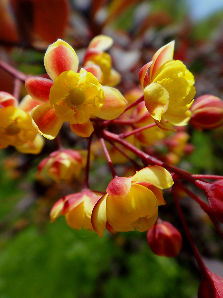 Изображение особи Berberis vulgaris f. atropurpurea.