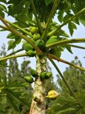 Carica papaya. Зреющие плоды на стволе дерева. Испания, Андалусия, г. Малага, ботанический сад \"La Concepcion\". Август 2015 г.