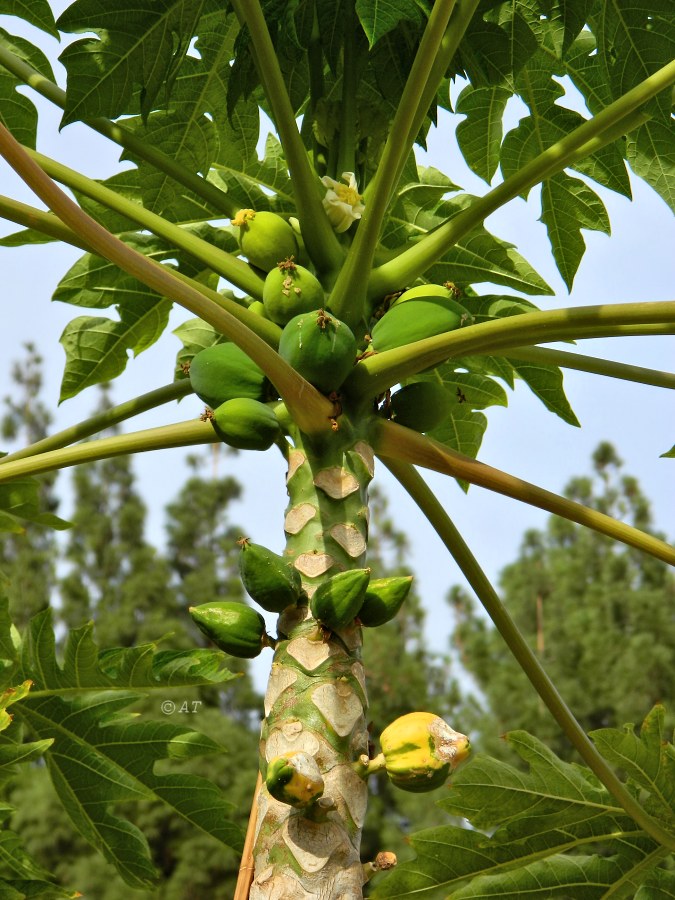 Изображение особи Carica papaya.