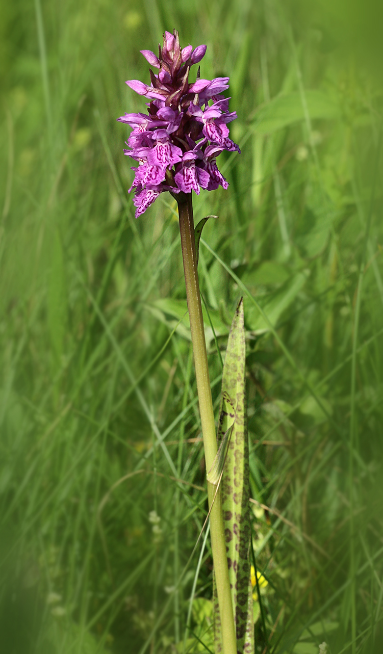 Изображение особи род Dactylorhiza.