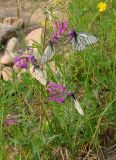 Oxytropis adamsiana