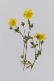 Potentilla argentea. Верхушка растения с соцветиями. Республика Молдова, пригород Кишинёва. 17 октября 2008 г.