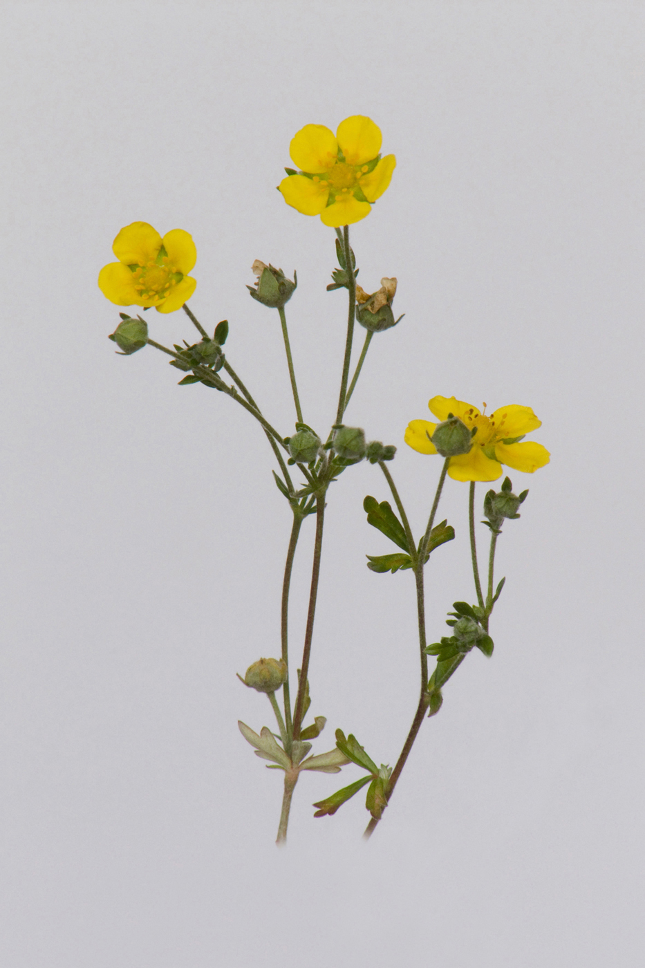 Изображение особи Potentilla argentea.