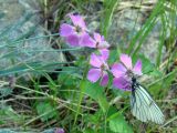 Dianthus repens. Верхушки побегов с цветками и кормящейся бабочкой-боярышницей. Якутия (Саха), Алданский р-н, левый берег р. Алдан в 5 км выше устья р. Тимптон. 19.06.2008.