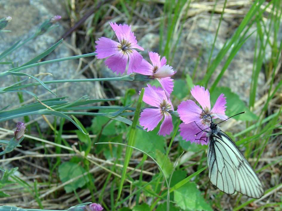Image of Dianthus repens specimen.