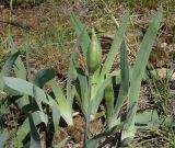 Iris glaucescens
