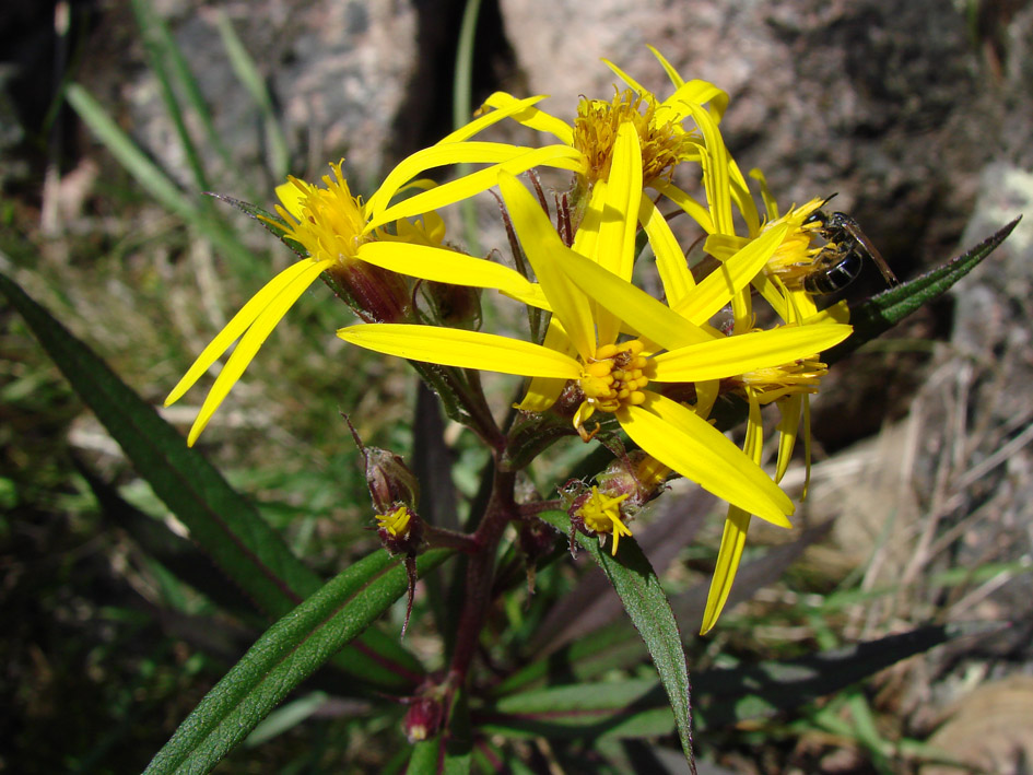 Изображение особи Senecio nemorensis.