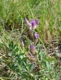 Oxytropis uralensis. Верхушка цветущего растения. Ульяновская обл., Карсунский р-н, окр. с. Малая Кандарать, склон к р. Кандаратка, мергелисто-меловые выходы. 13 июня 2015 г.