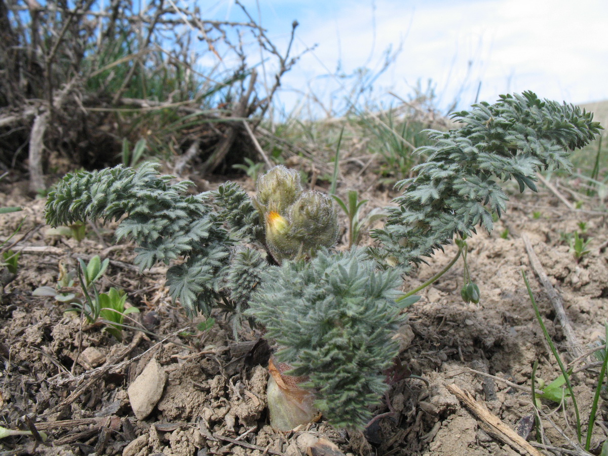 Image of Biebersteinia multifida specimen.