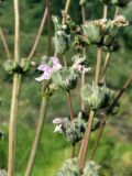 Phlomoides brachystegia. Часть стебля и веточек с цветочными мутовками. Узбекистан, Ташкентская обл., Бостанлыкский р-н, склон Угамского хребта в окр. санатория \"Хумсан\". 01.06.2008.