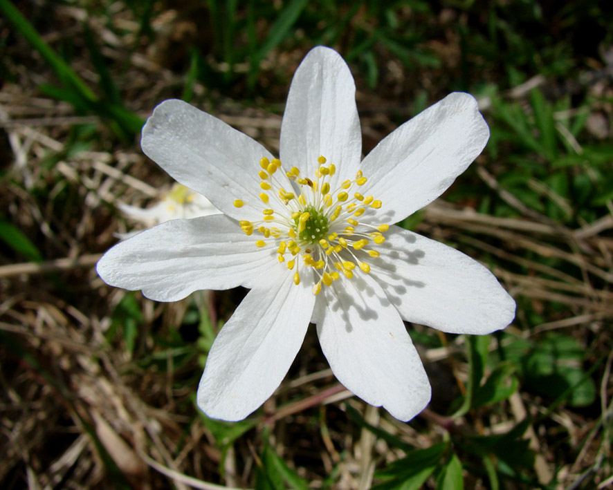 Изображение особи Anemone nemorosa.