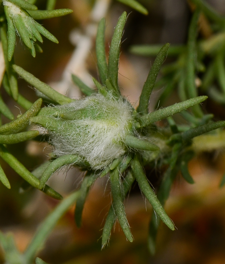 Изображение особи Salsola vermiculata.