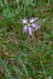 Dianthus superbus. Верхушка цветущего растения. Свердловская обл., окр. г. Североуральск, сосняк с елью на известняках. 31.07.2006.