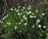 Stellaria holostea
