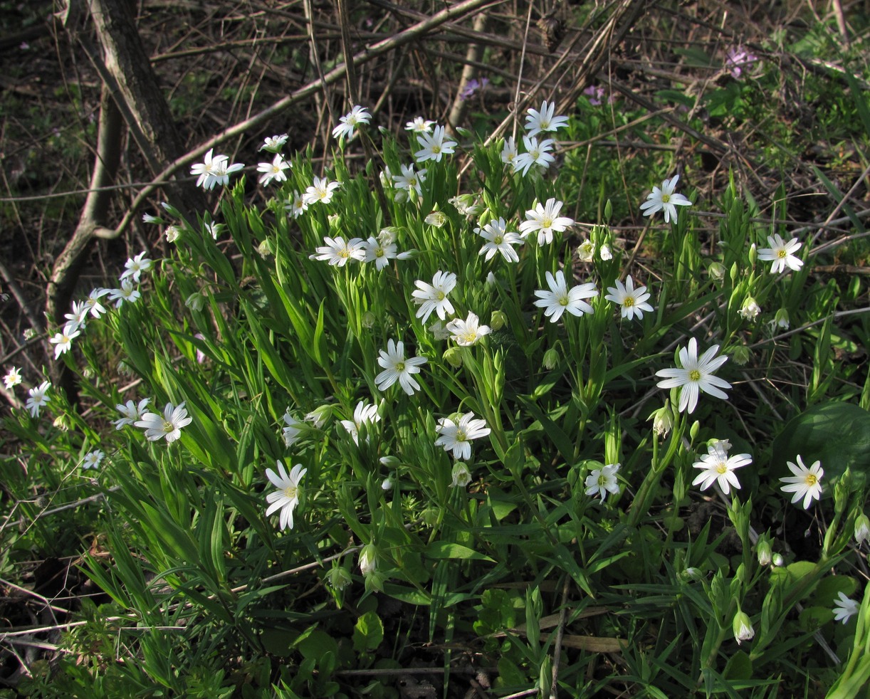 Image of Stellaria holostea specimen.