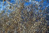 Crambe maritima