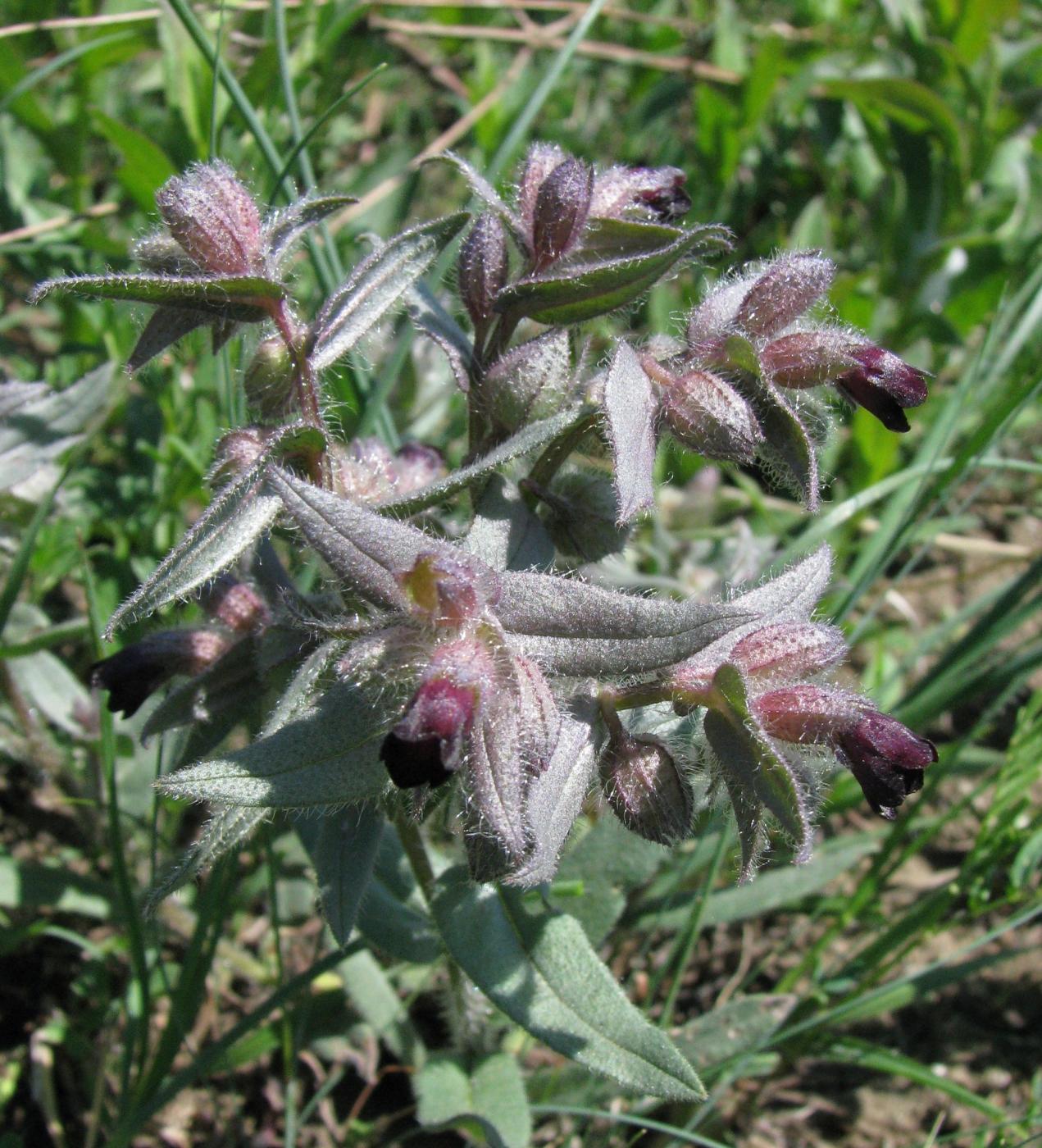 Image of Nonea rossica specimen.