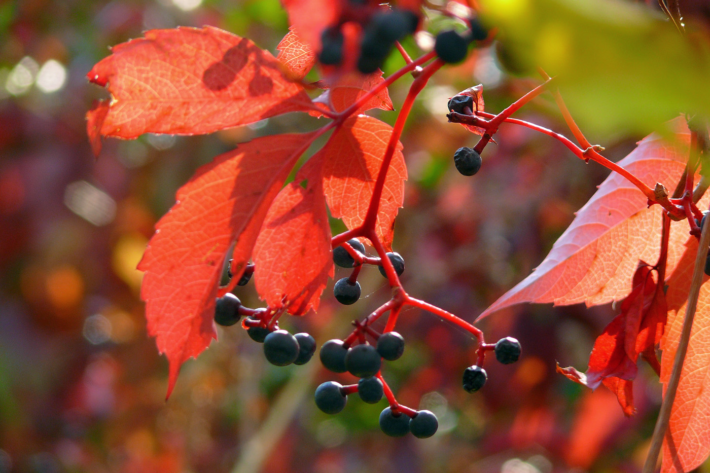 Изображение особи Parthenocissus quinquefolia.