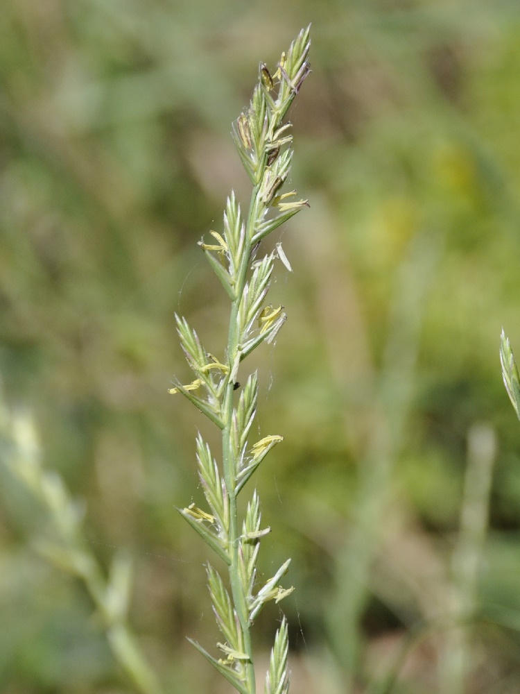Image of genus Lolium specimen.