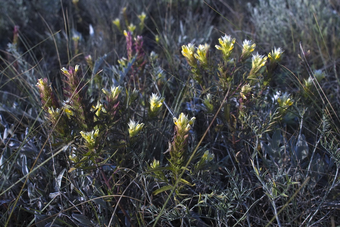 Image of Melampyrum argyrocomum specimen.