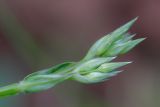 Stellaria graminea