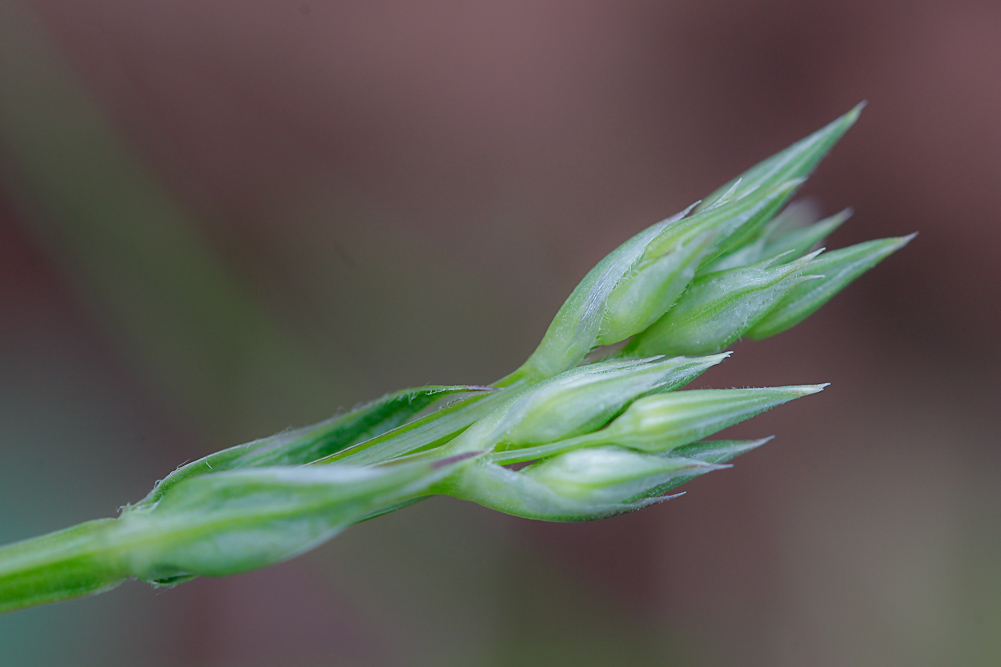 Image of Stellaria graminea specimen.