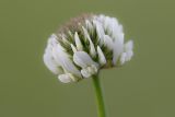 Trifolium repens. Соцветие. Татарстан, Нижнекамский р-н, окр. дер. Благодатная, лесостепной участок с чередованием степи и перелесков с преобладанием дуба. Открытый участок. 29 мая 2016 г.