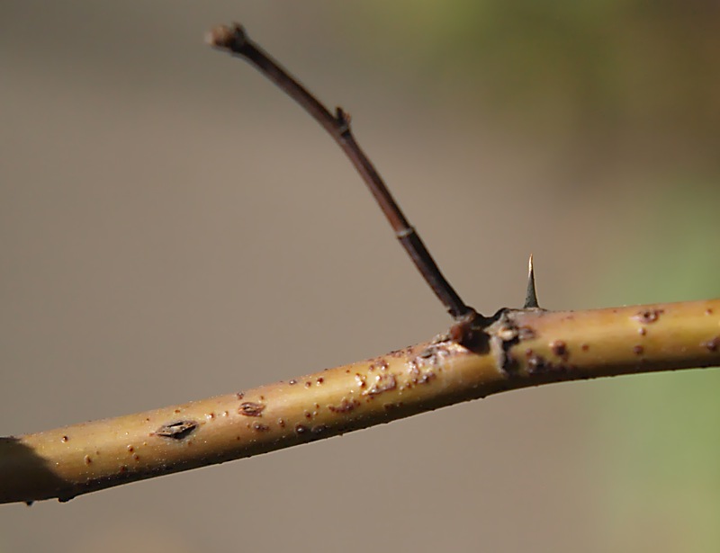 Image of genus Rosa specimen.