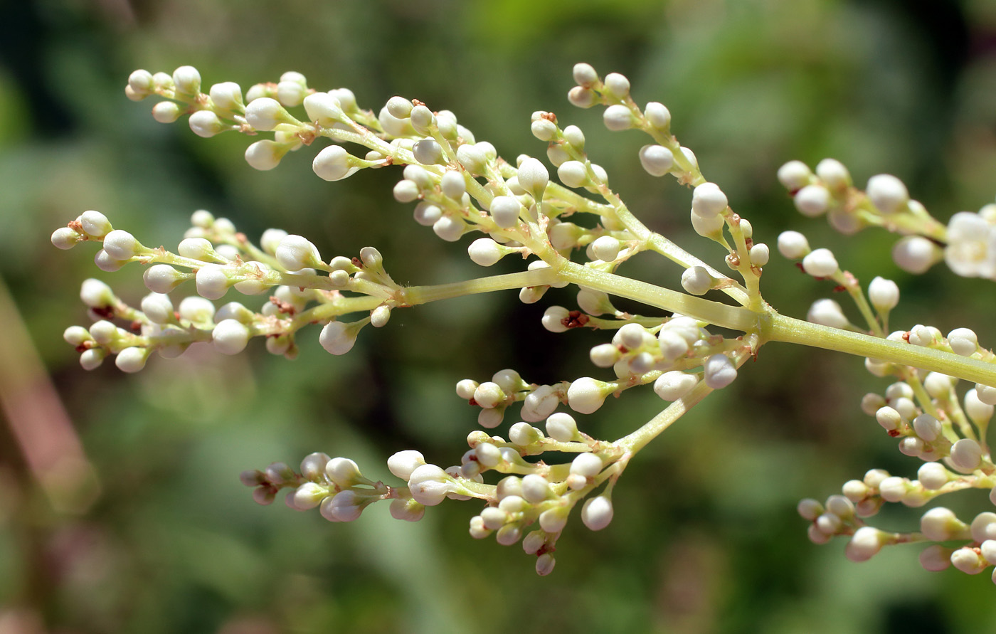 Изображение особи Aconogonon coriarium.