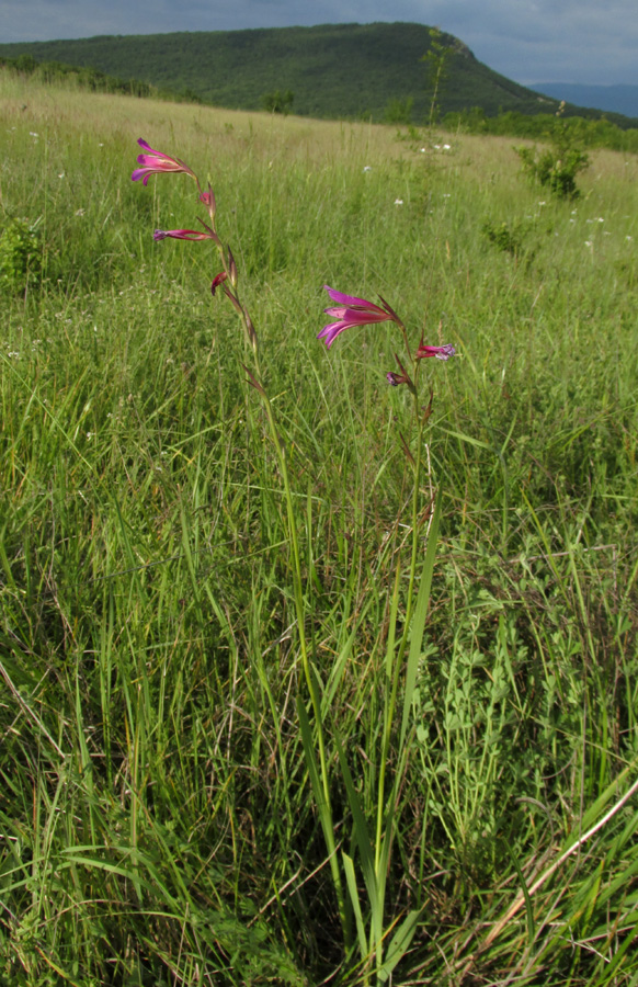 Image of Gladiolus italicus specimen.