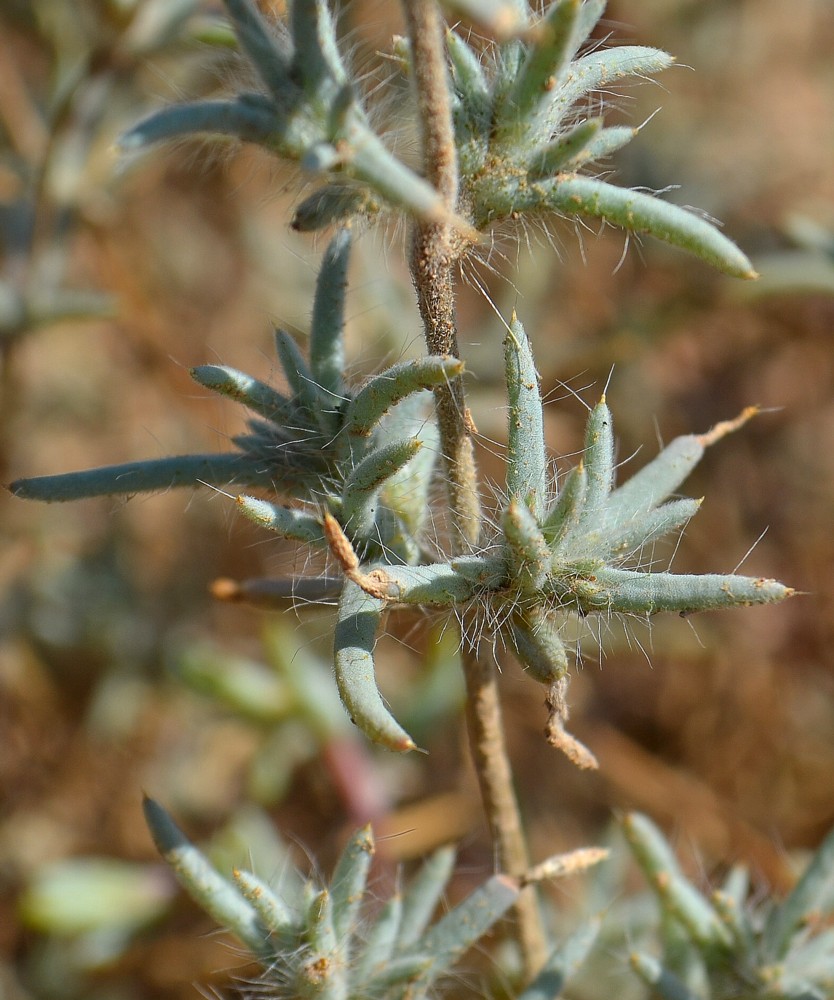 Image of Pyankovia brachiata specimen.