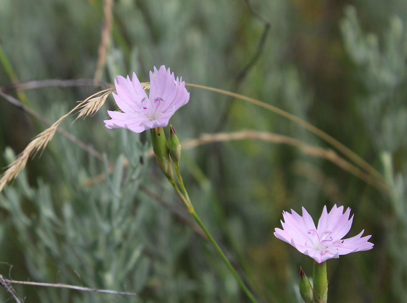 Изображение особи Dianthus polymorphus.