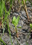 Sphaeranthus strobilifer. Молодое растение. Астраханская обл., Володарский р-н, окр. с. Ямное, ООПТ \"Бугор Змеиный\", пойменный луг после спада половодья. 25.06.2016.