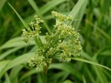 род Scirpus. Соцветие. Приморье, Находкинский городской округ, окр. пос. Ливадия, у ручья. 04.07.2016.