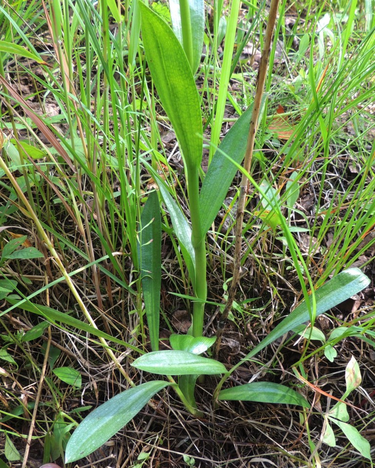 Изображение особи Pseudorchis albida.