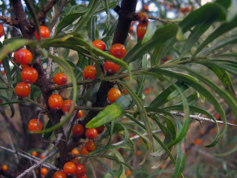 Изображение особи Hippophae rhamnoides.