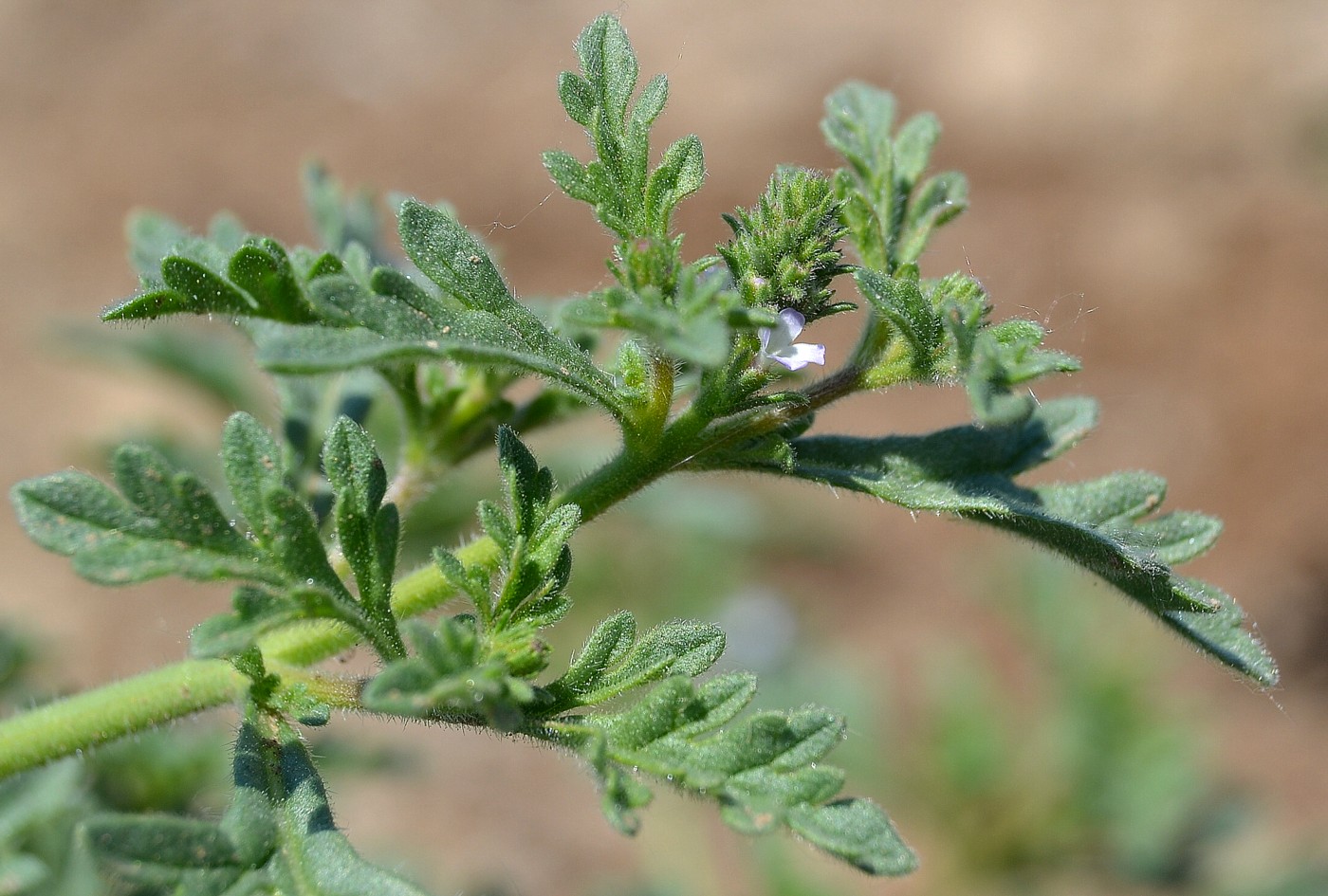 Изображение особи Verbena officinalis.