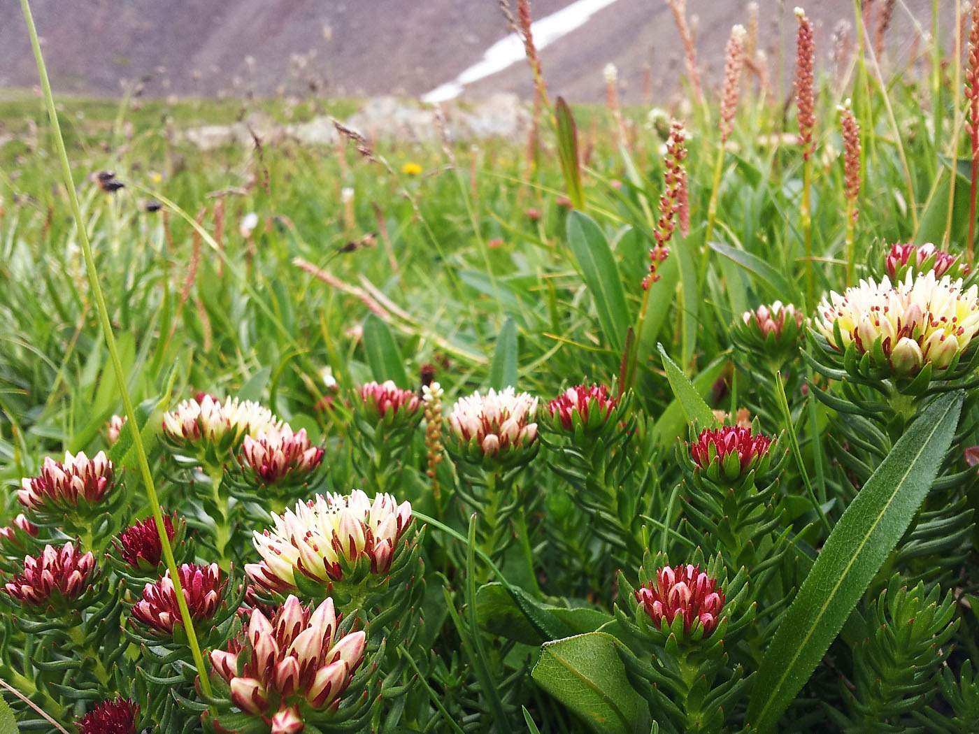 Изображение особи Rhodiola algida.