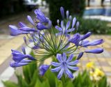 Agapanthus africanus