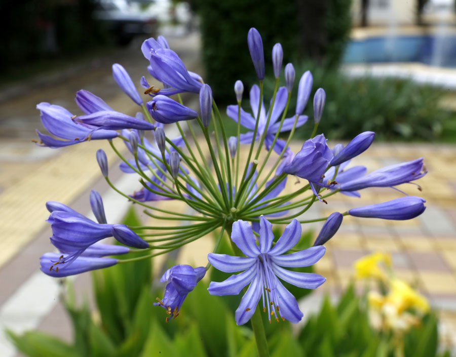 Image of Agapanthus africanus specimen.