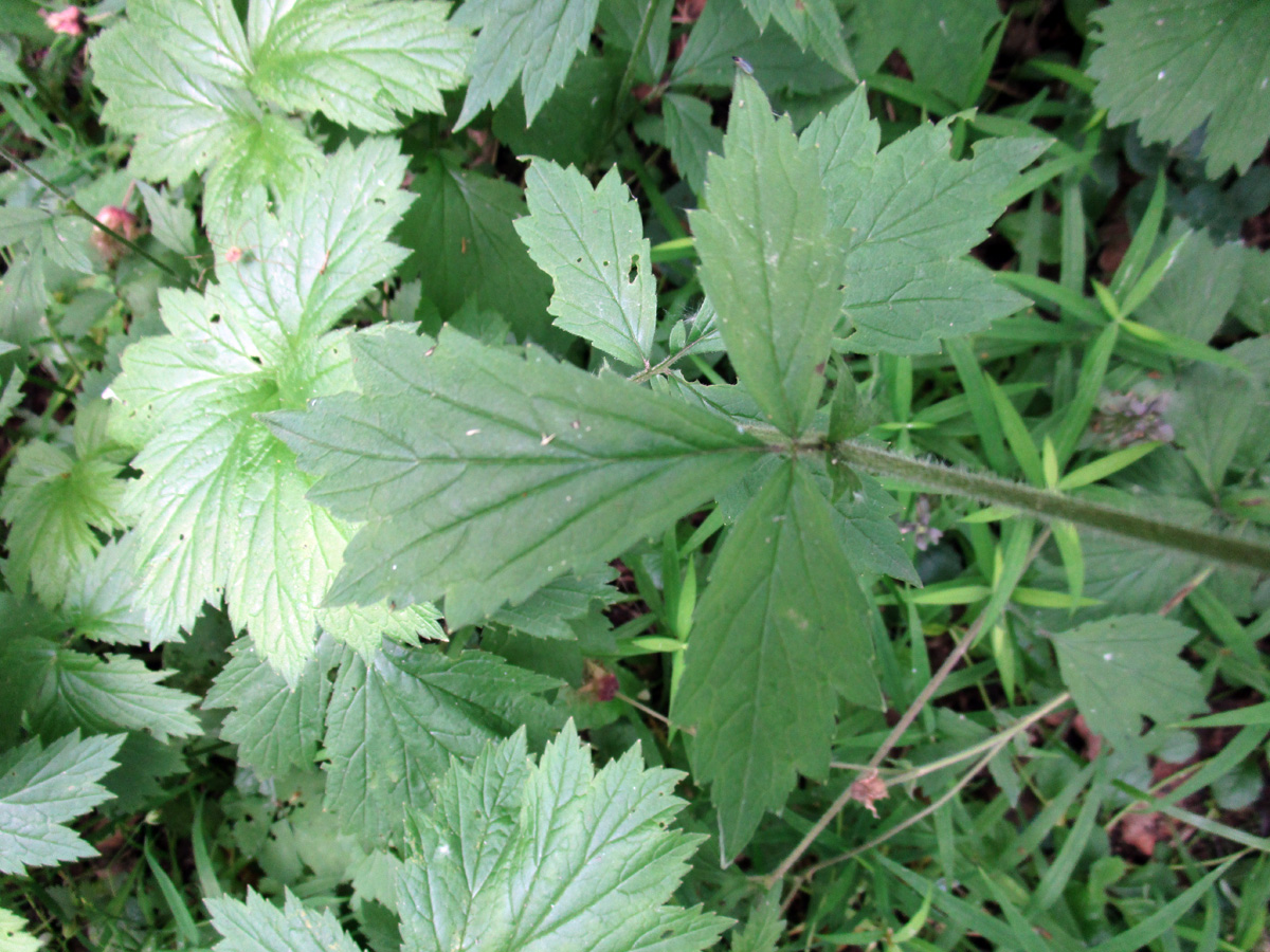 Image of Geum rivale specimen.