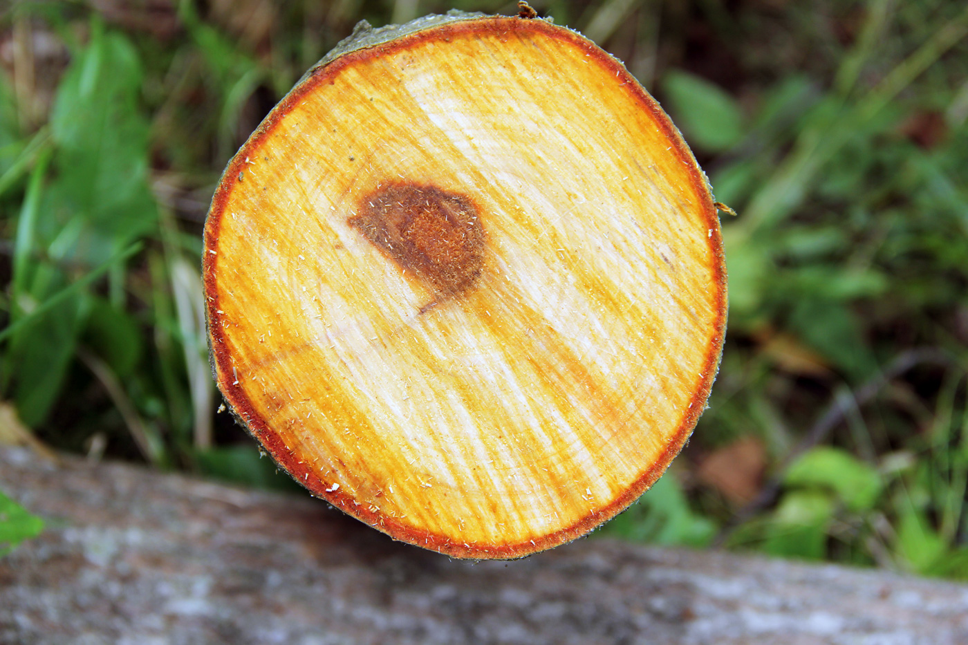 Image of Alnus incana specimen.