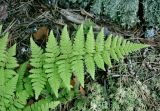 Dryopteris carthusiana. Вайя. Тверская обл., оз. Селигер, о-в Хачин, сосновый бор. 28.08.2016.