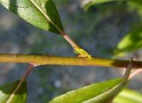 Salix &times; vorobievii