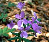 Cardamine quinquefolia