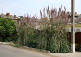 Cortaderia selloana