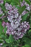 Syringa pubescens ssp. patula