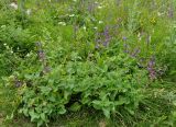 Salvia kuznetzovii